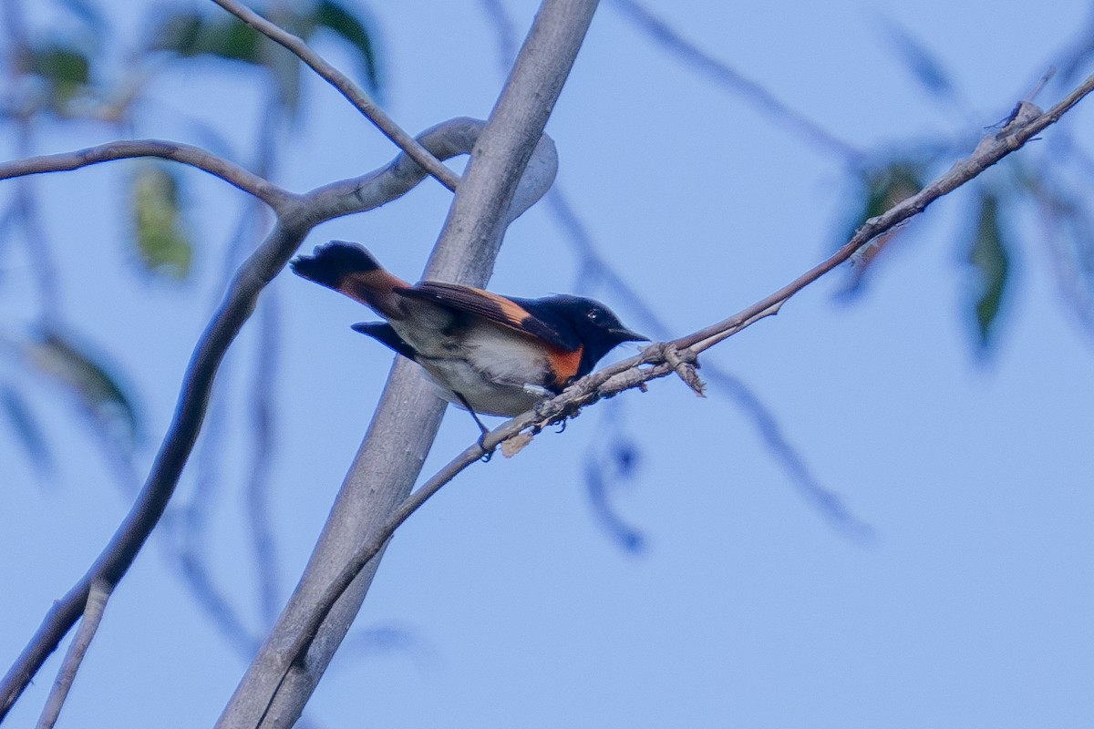 rødstjertparula - ML659143416