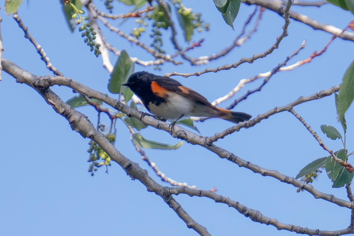 rødstjertparula - ML659143417
