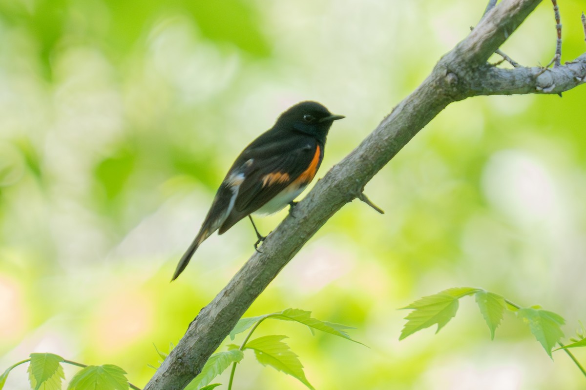rødstjertparula - ML659143479