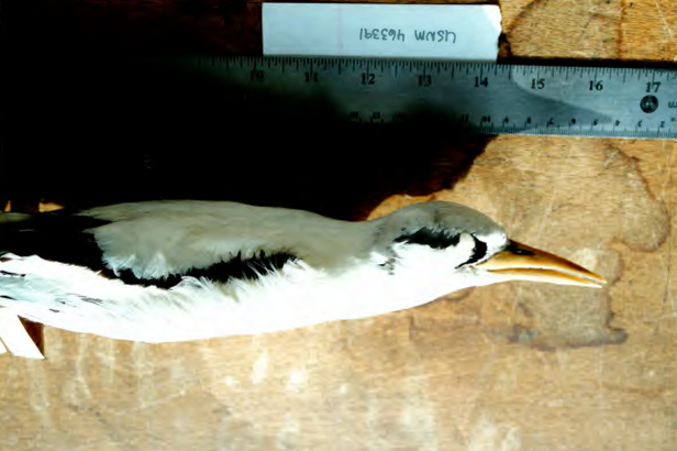 White-tailed Tropicbird - ML659143491