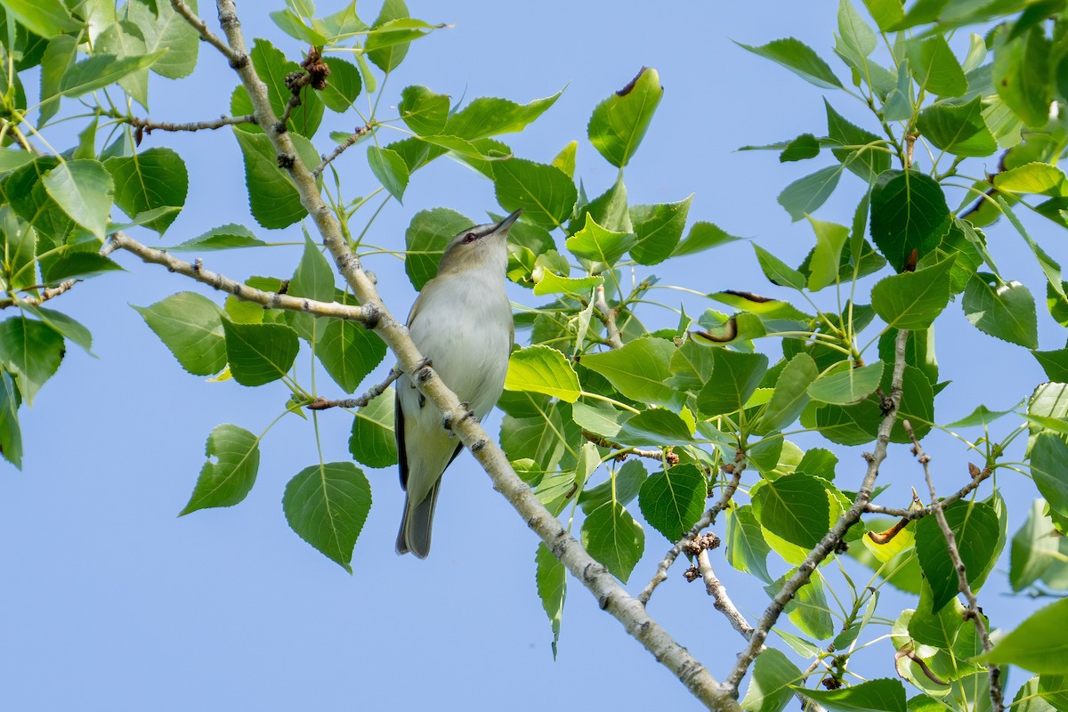 rødøyevireo - ML659143499