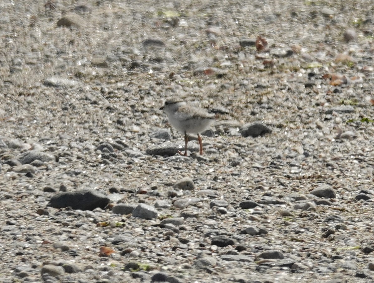 Piping Plover - ML659143523