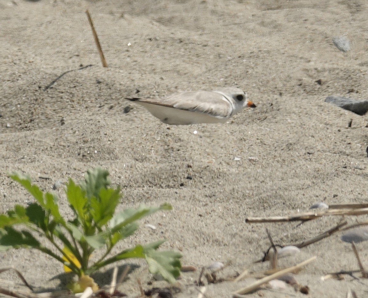 Piping Plover - ML659143524