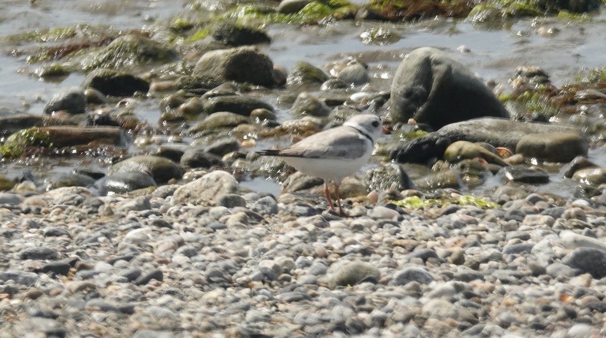 Piping Plover - ML659143525