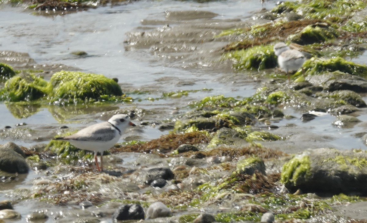 Piping Plover - ML659143526