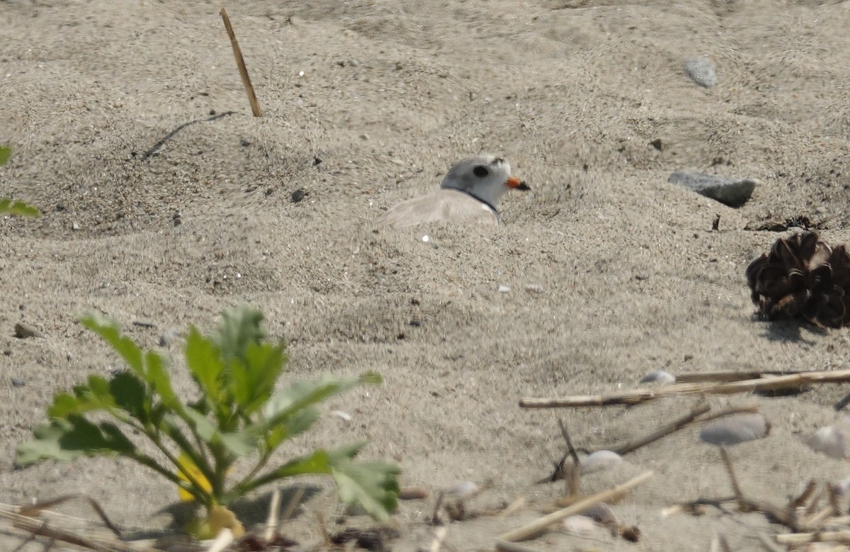 Piping Plover - ML659143527