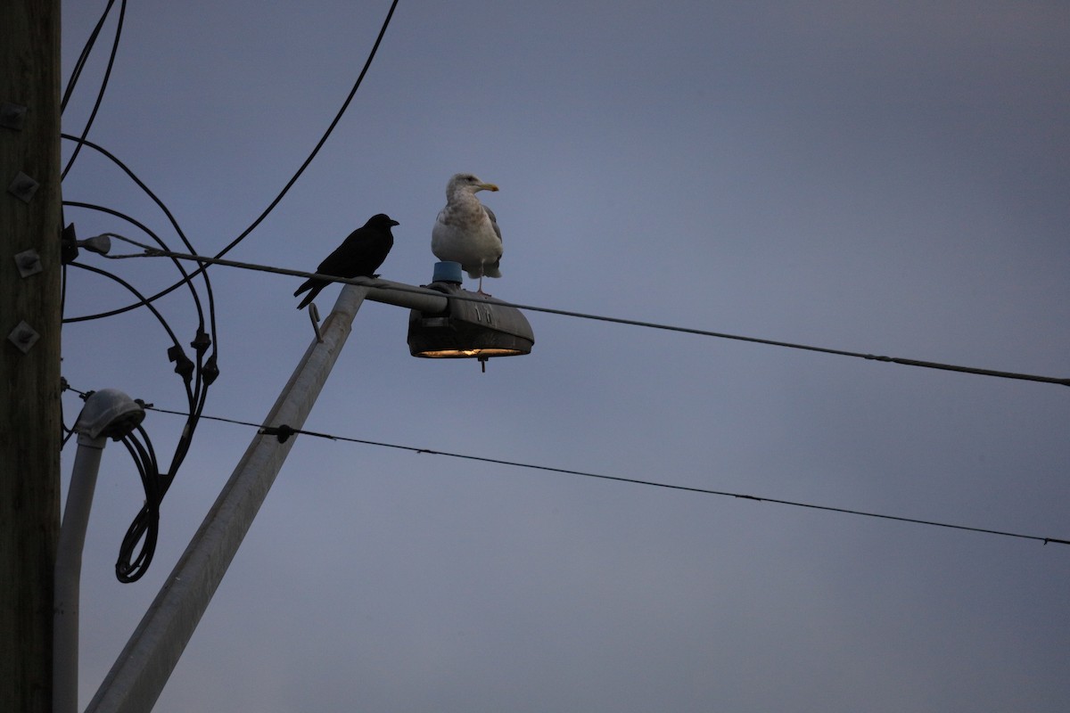 Glaucous-winged Gull - ML659143548