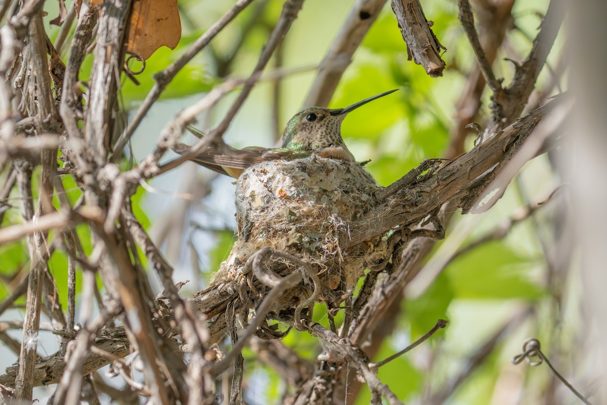 bredstjertkolibri - ML659143556