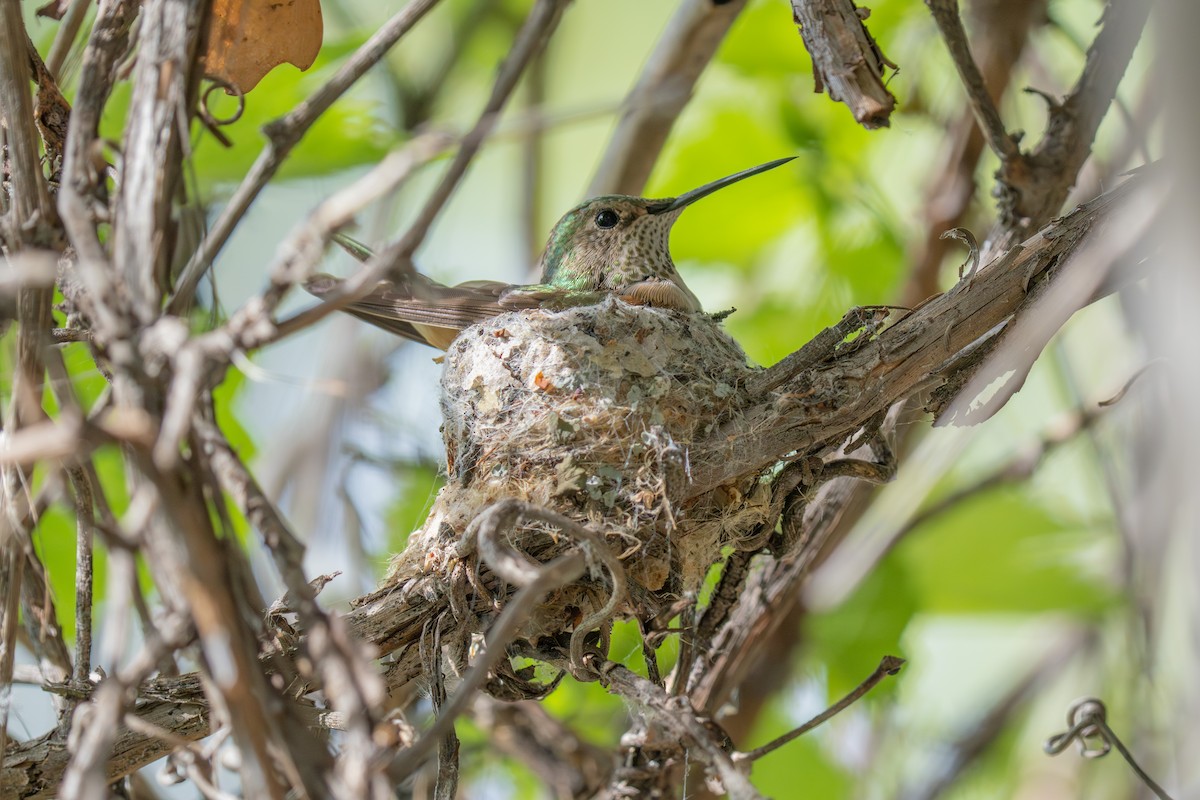 bredstjertkolibri - ML659143557
