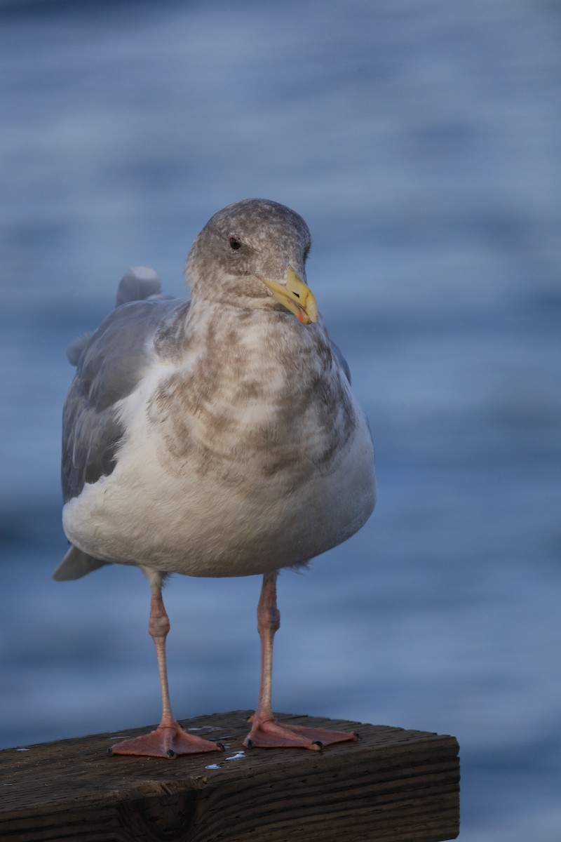 Glaucous-winged Gull - ML659143563