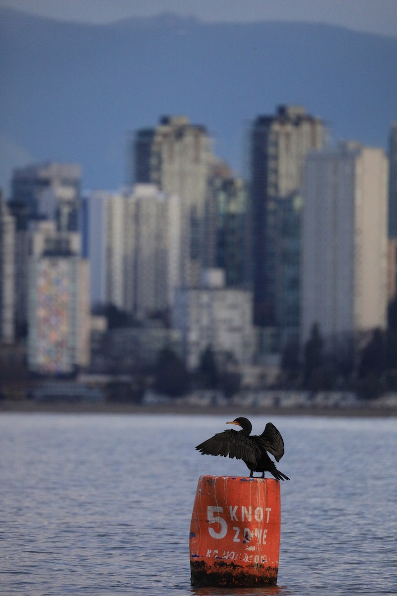Double-crested Cormorant - ML659143569