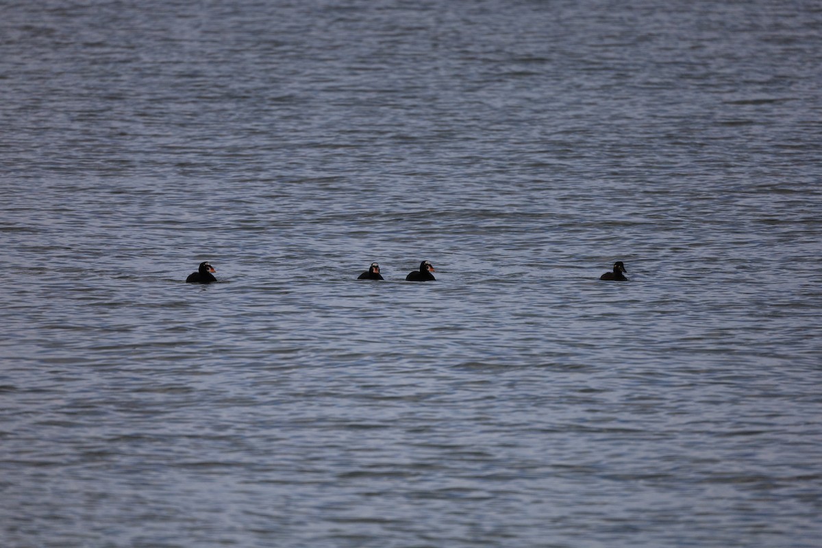 Surf Scoter - ML659143604