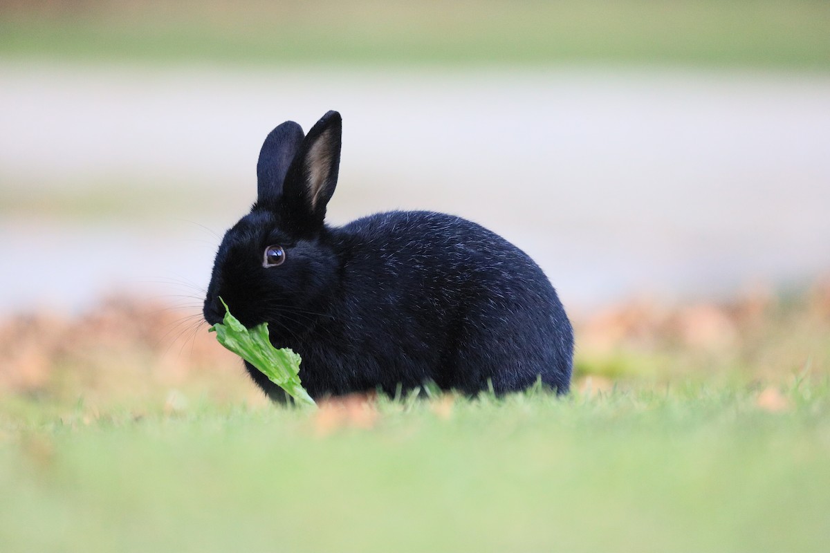 Animals - ML659143607