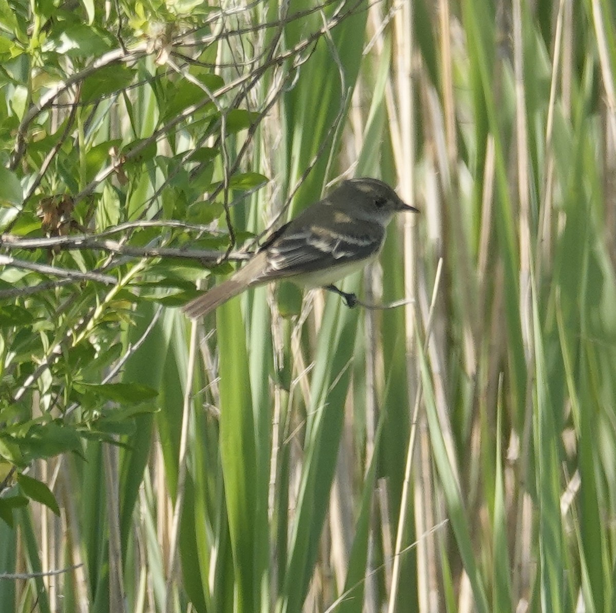Willow Flycatcher - ML659143624