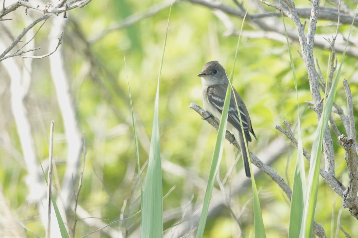 Willow Flycatcher - ML659143625