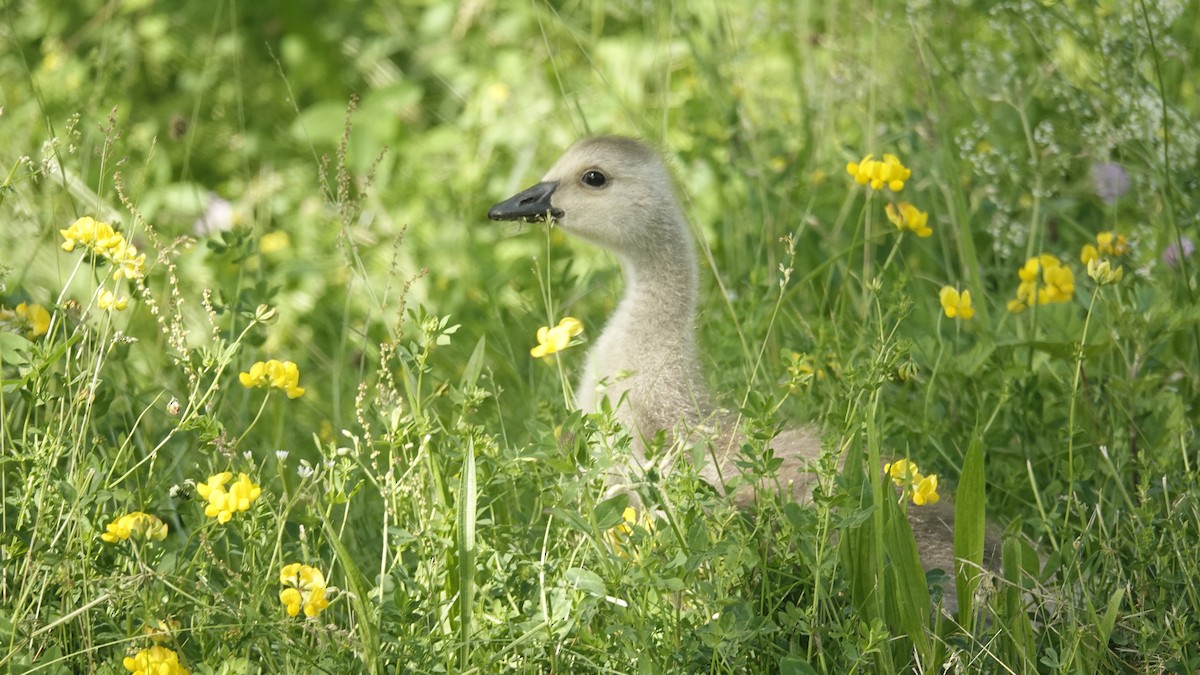 Canada Goose - ML659143641