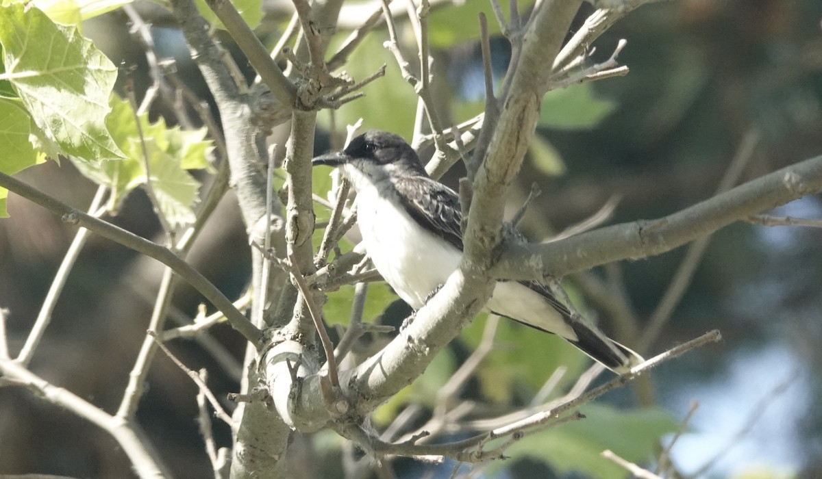 Eastern Kingbird - ML659143728