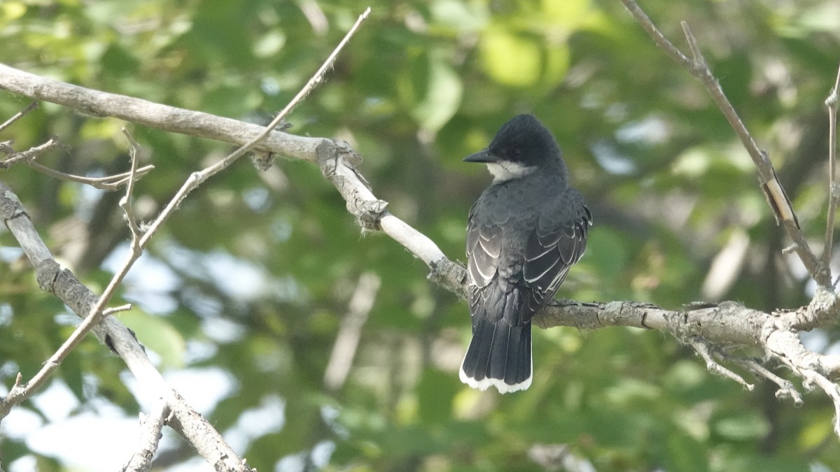 Eastern Kingbird - ML659143729