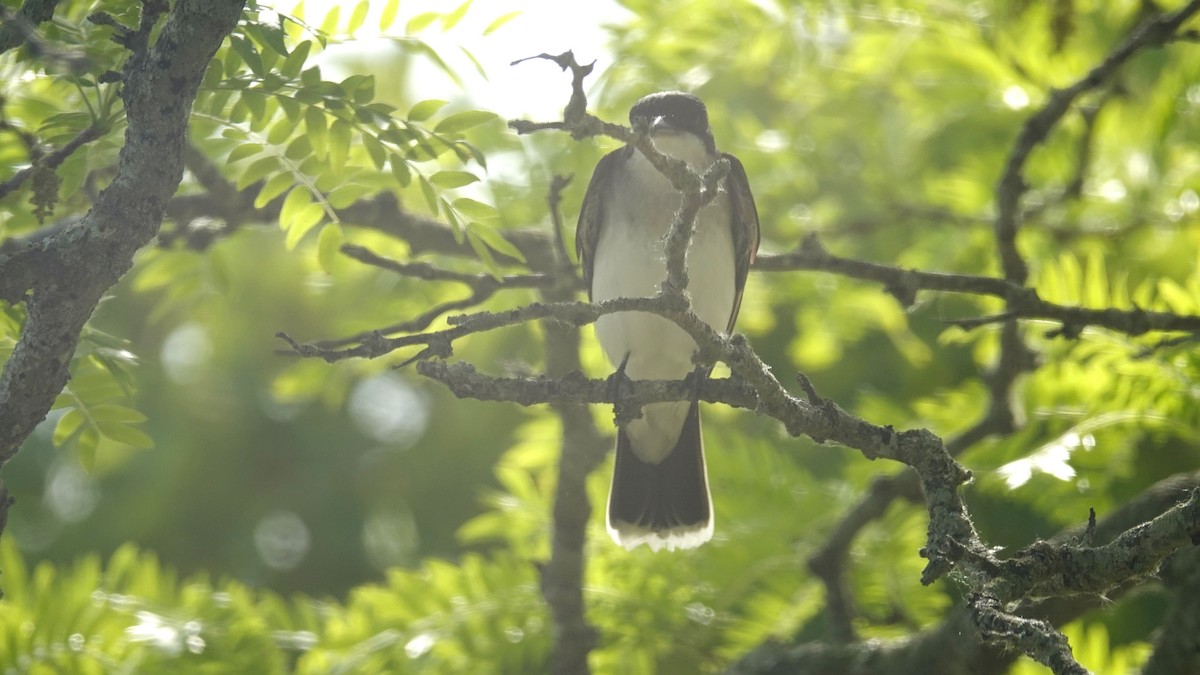 Eastern Kingbird - ML659143730