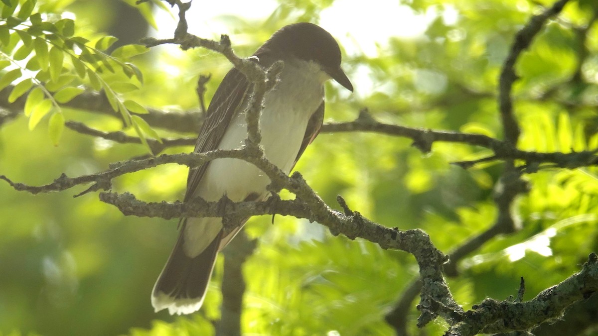 Eastern Kingbird - ML659143731