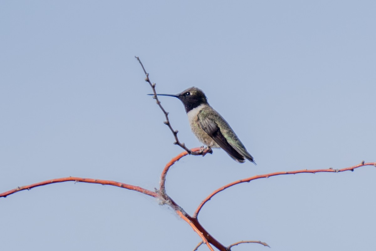 svartstrupekolibri - ML659143769