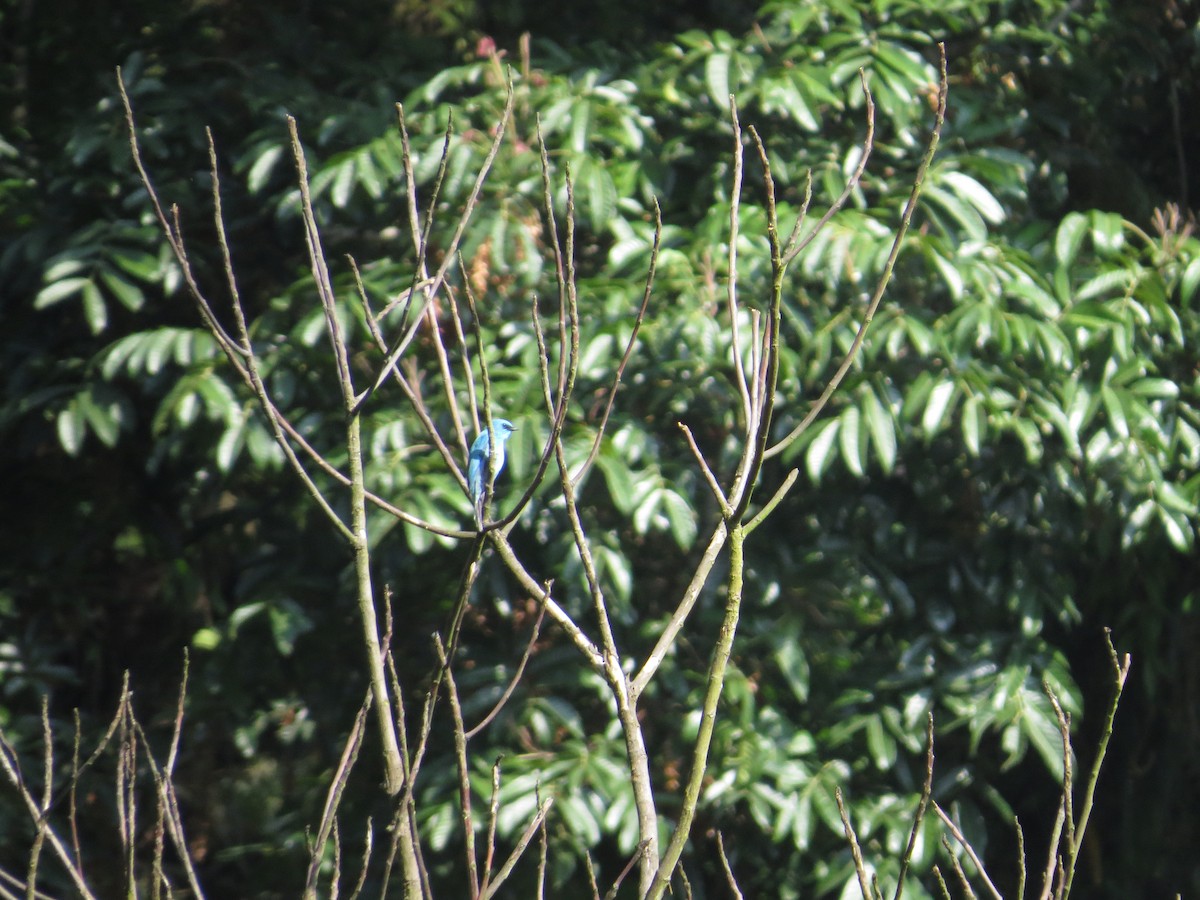 Verditer Flycatcher - ML659144080