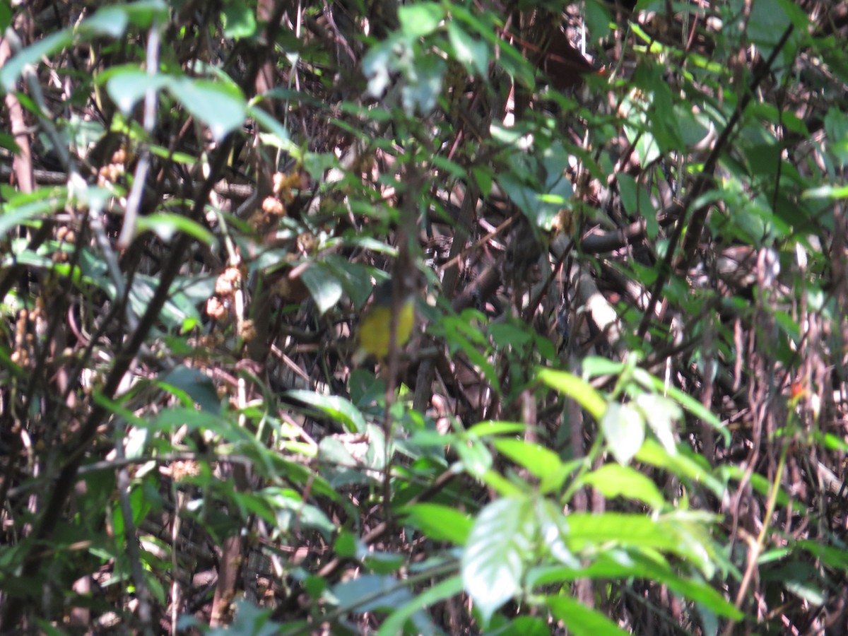 Gray-cheeked Warbler - ML659144238