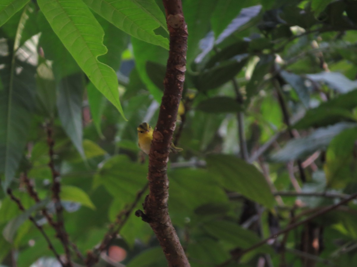 Yellow-vented Warbler - ML659144397