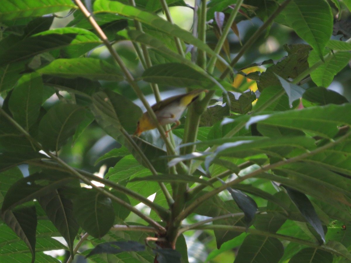 Yellow-vented Warbler - ML659144400