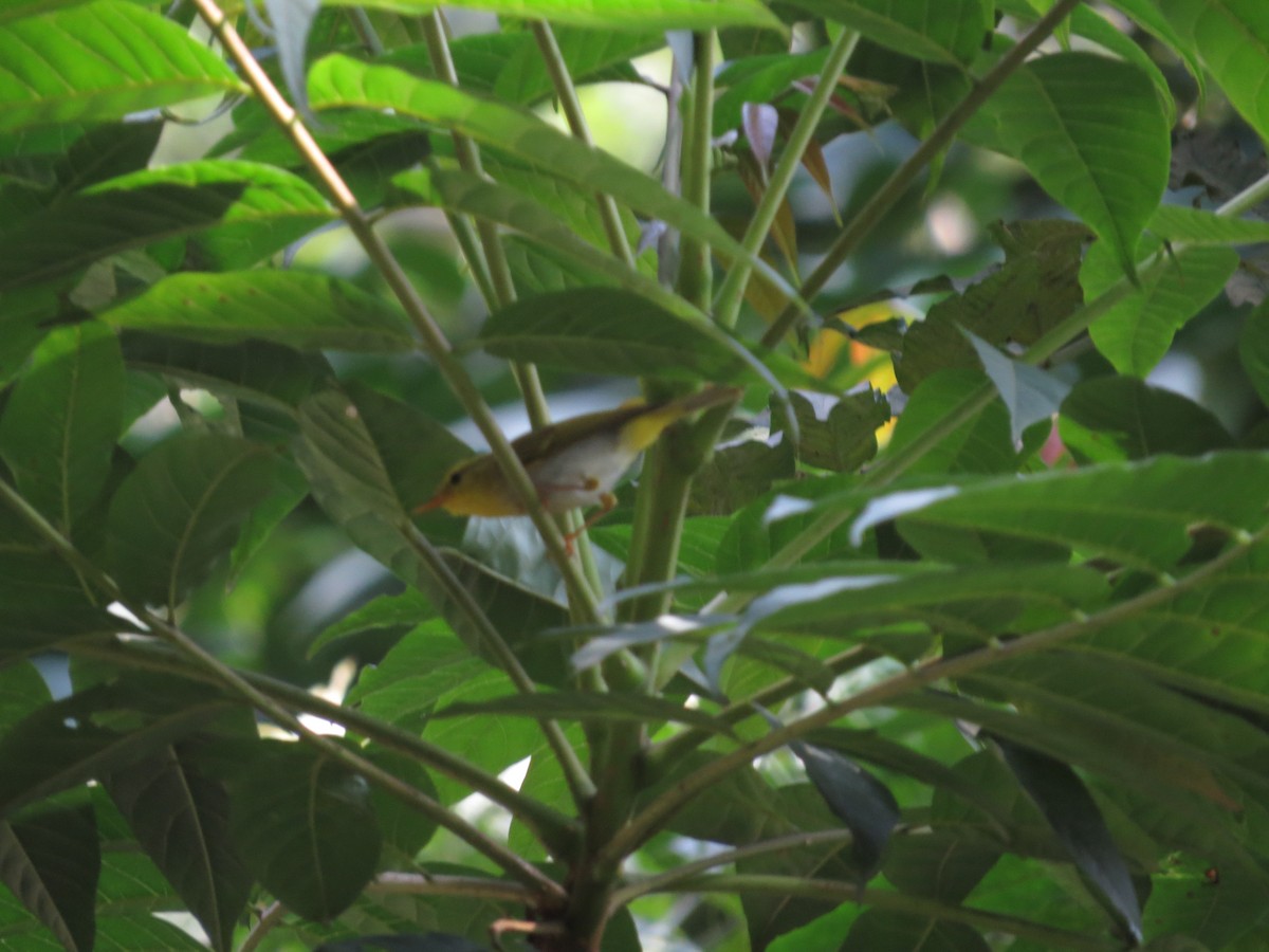 Yellow-vented Warbler - ML659144407