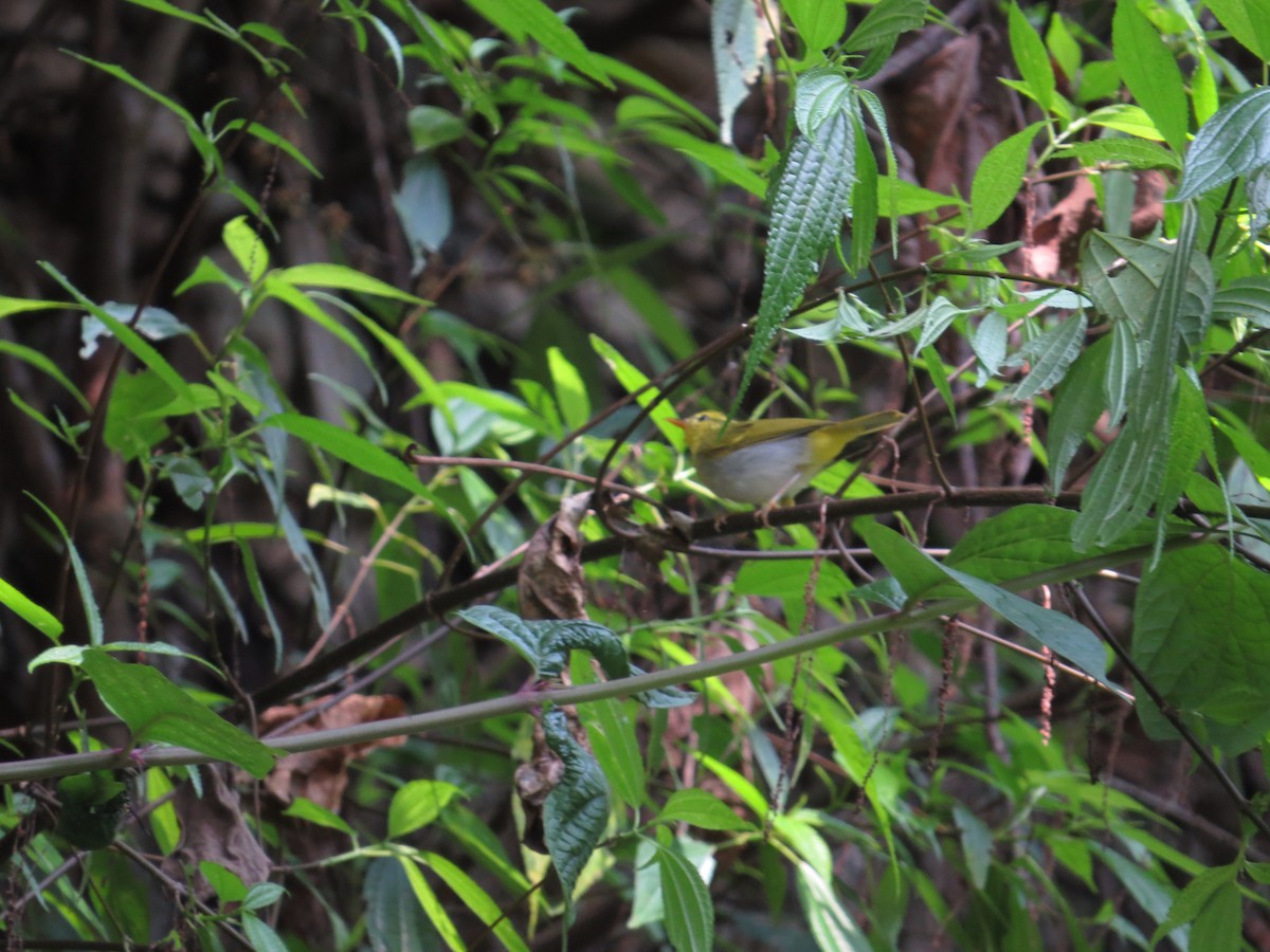 Yellow-vented Warbler - ML659144415
