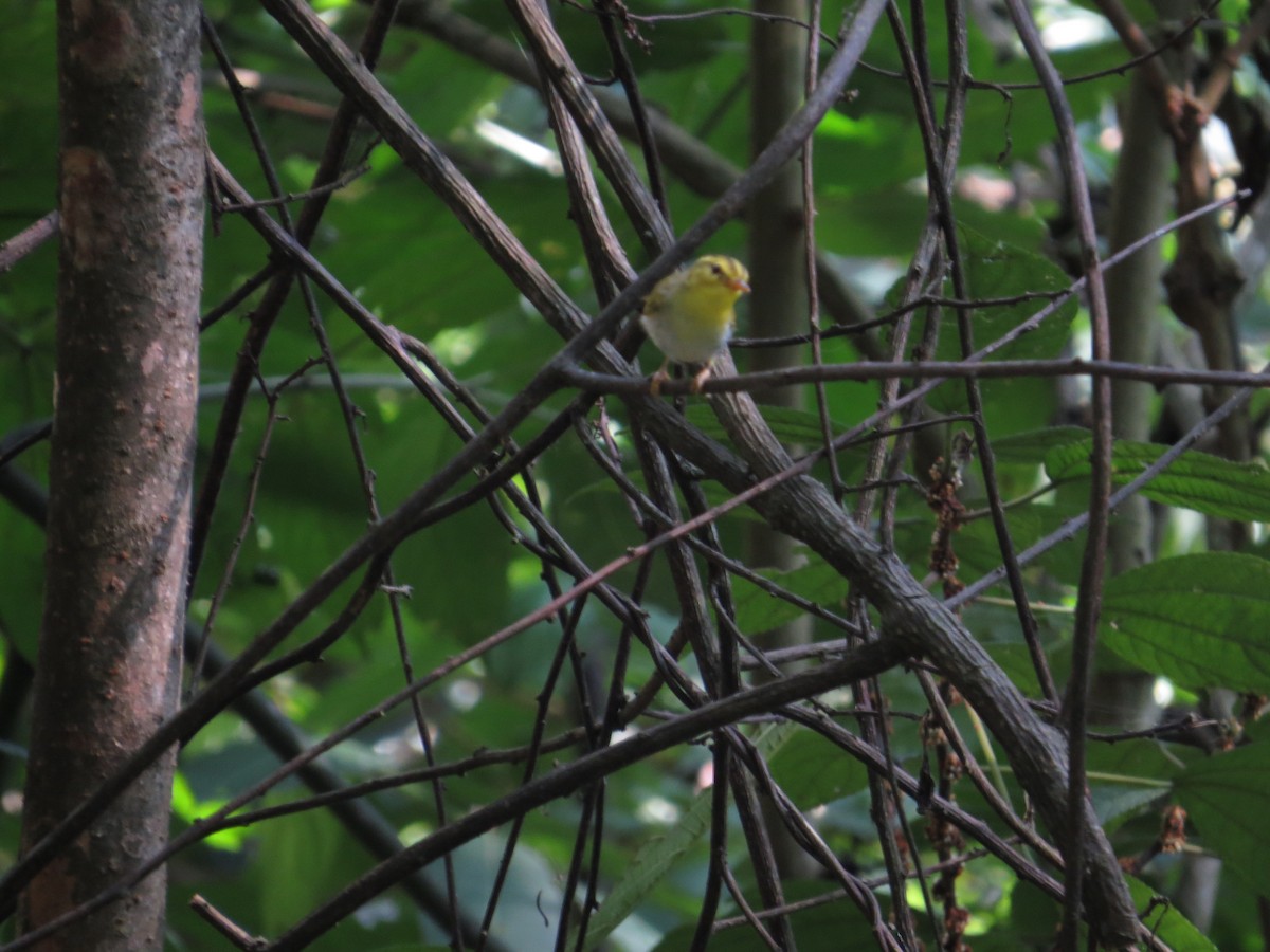 Yellow-vented Warbler - ML659144417