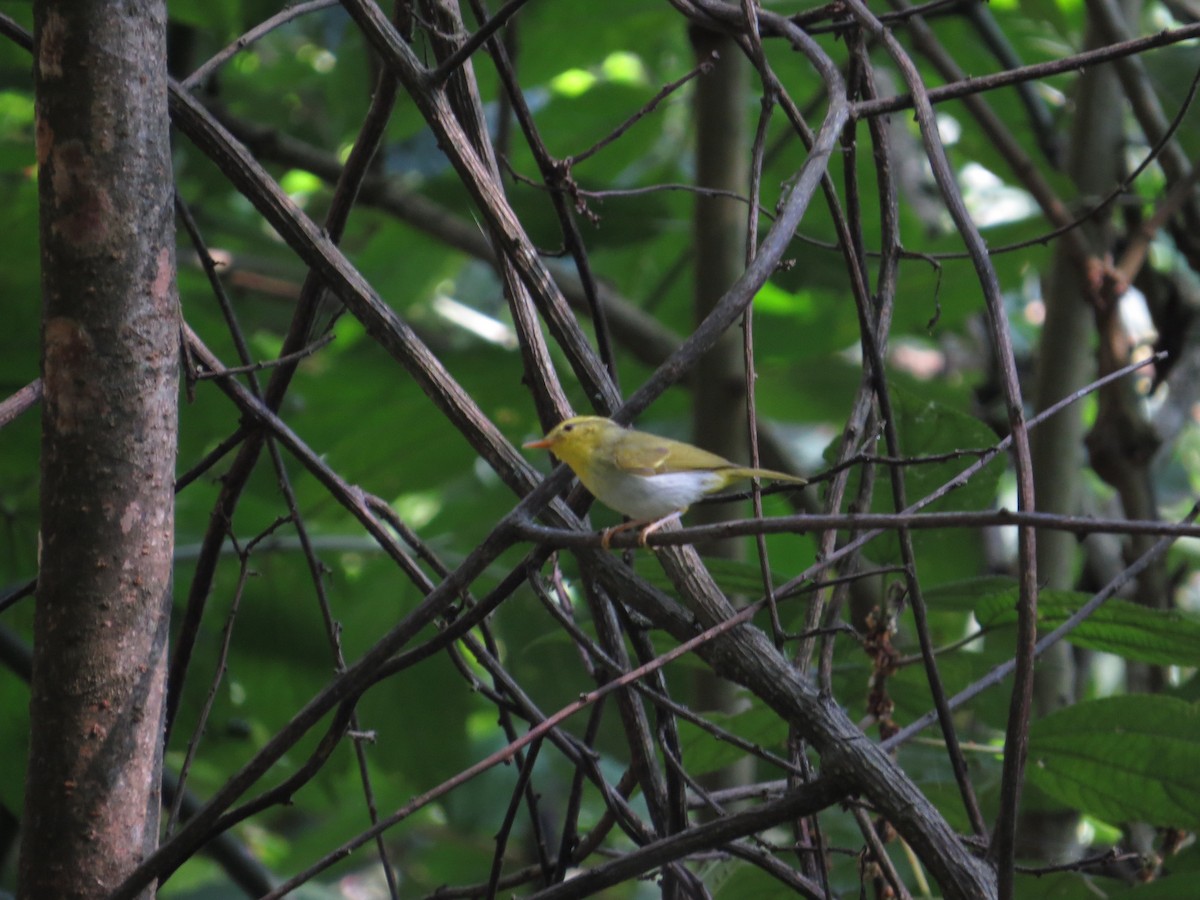 Yellow-vented Warbler - ML659144419