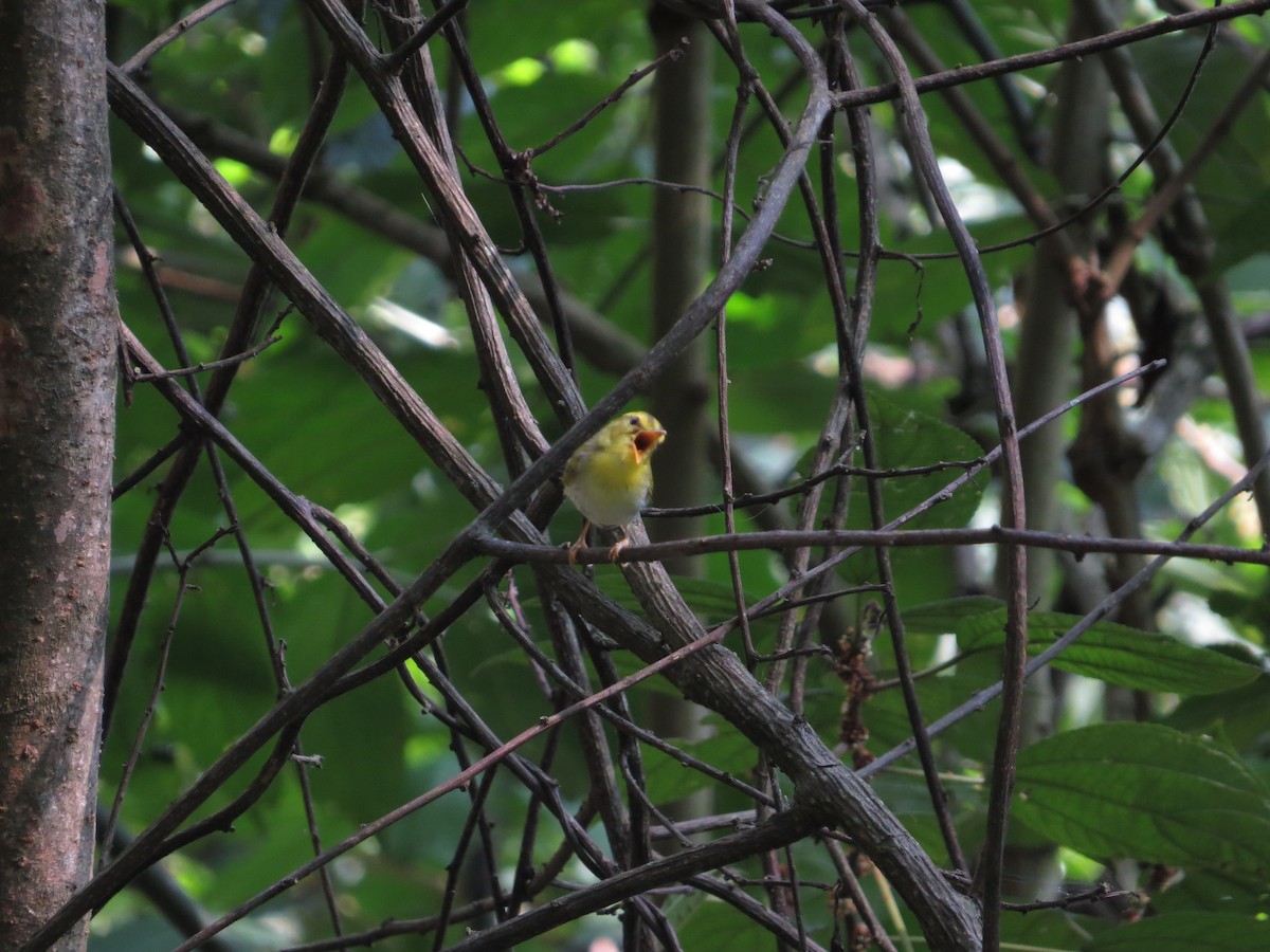 Yellow-vented Warbler - ML659144423