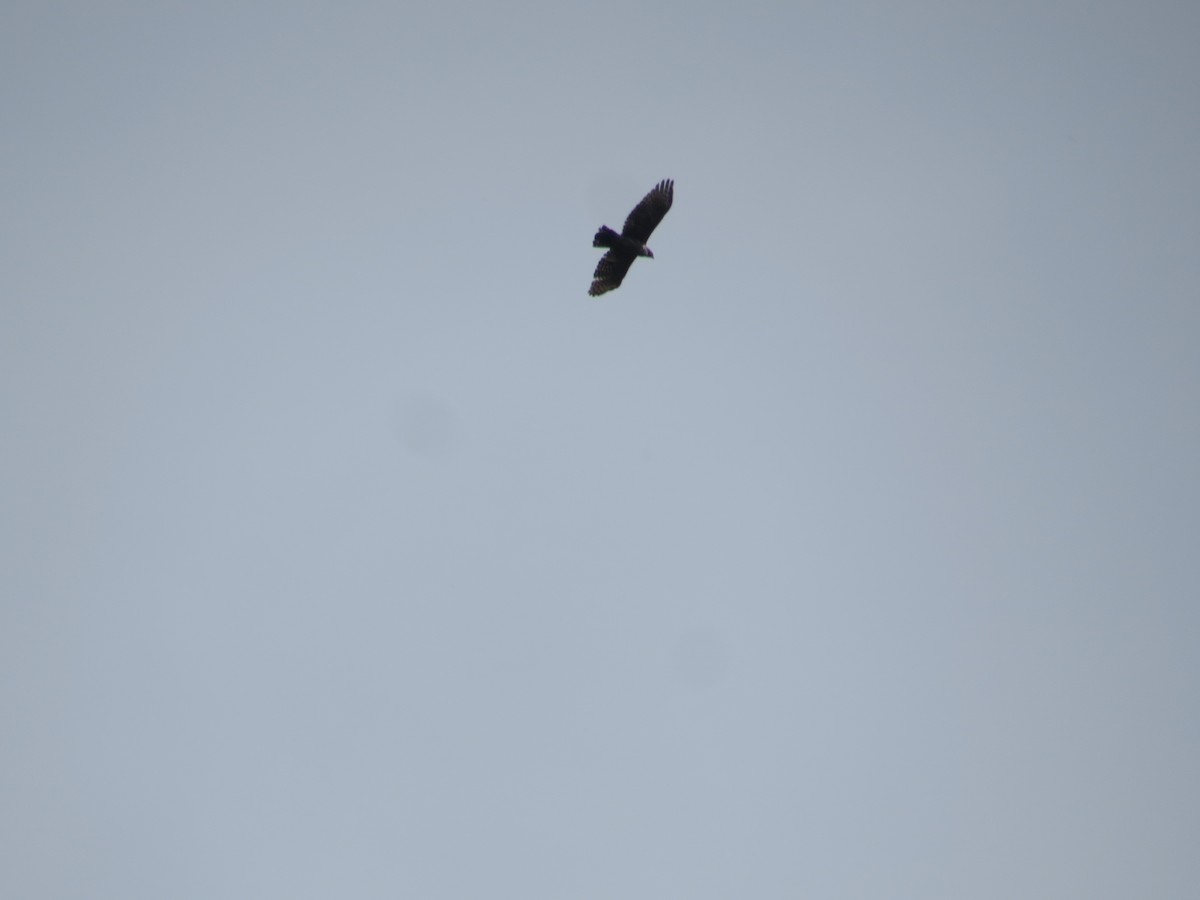 Mountain Hawk-Eagle - ML659144482
