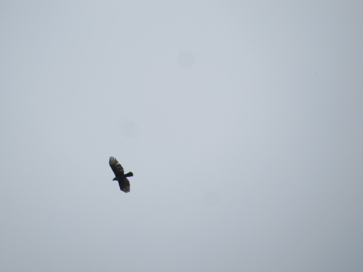 Mountain Hawk-Eagle - ML659144487