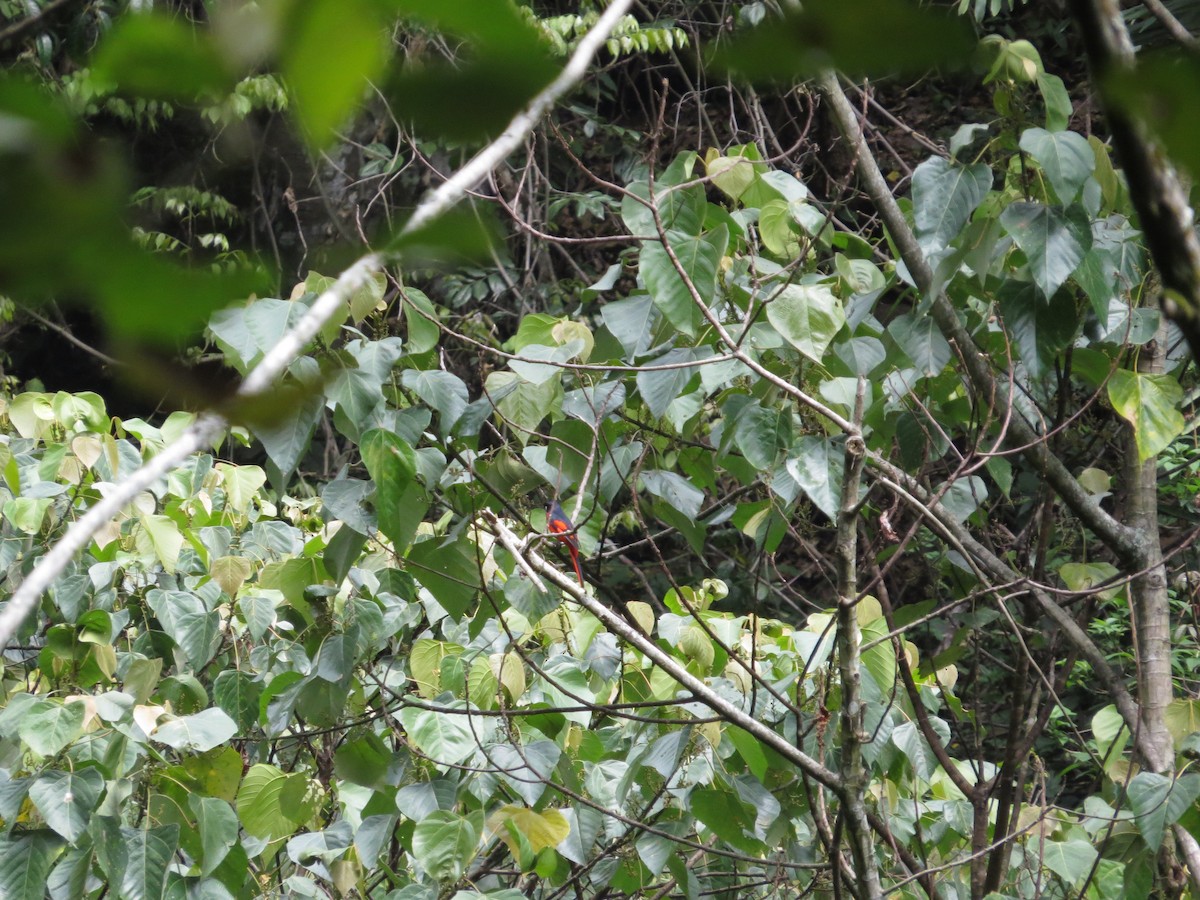 Scarlet Minivet - ML659144570
