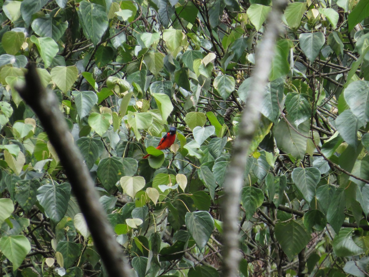 Scarlet Minivet - ML659144572