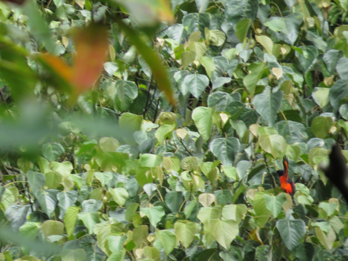 Scarlet Minivet - ML659144576