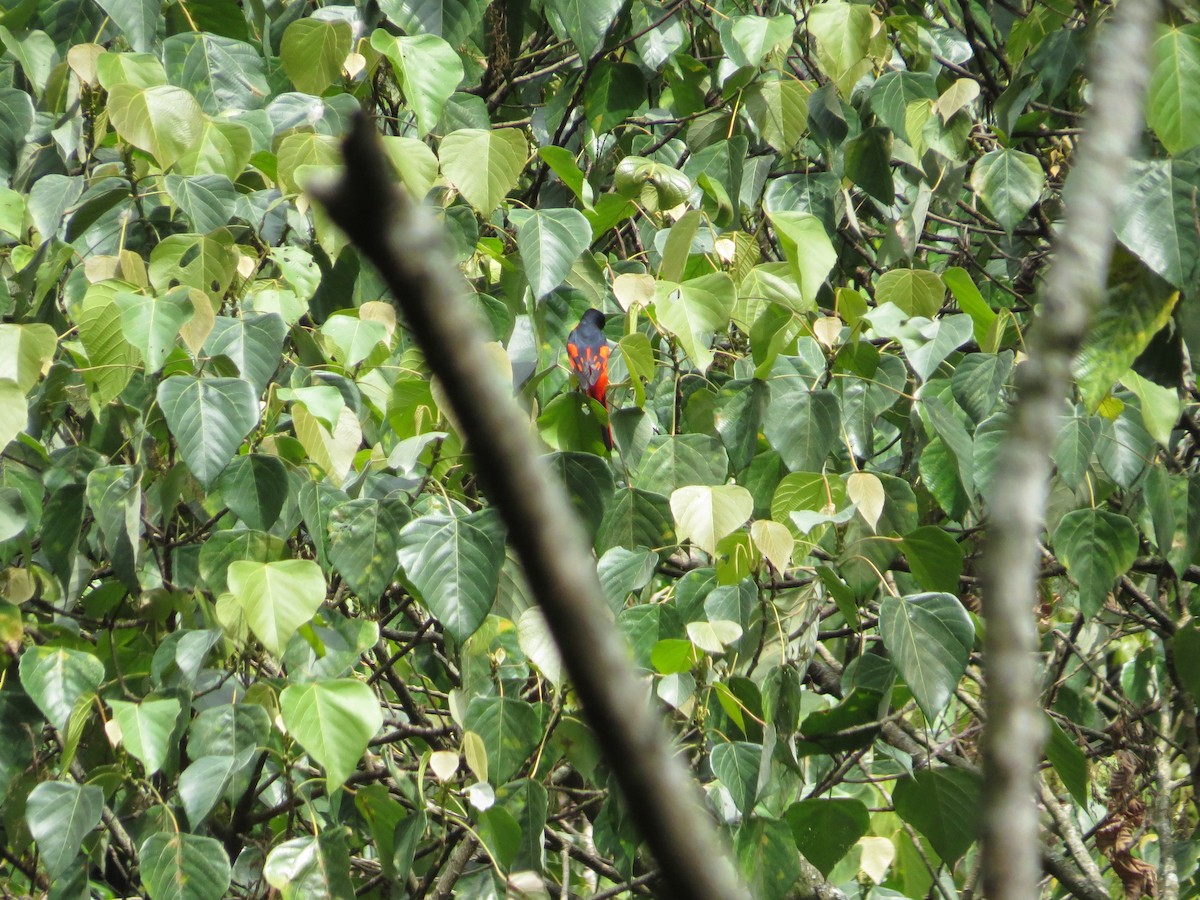 Scarlet Minivet - ML659144578