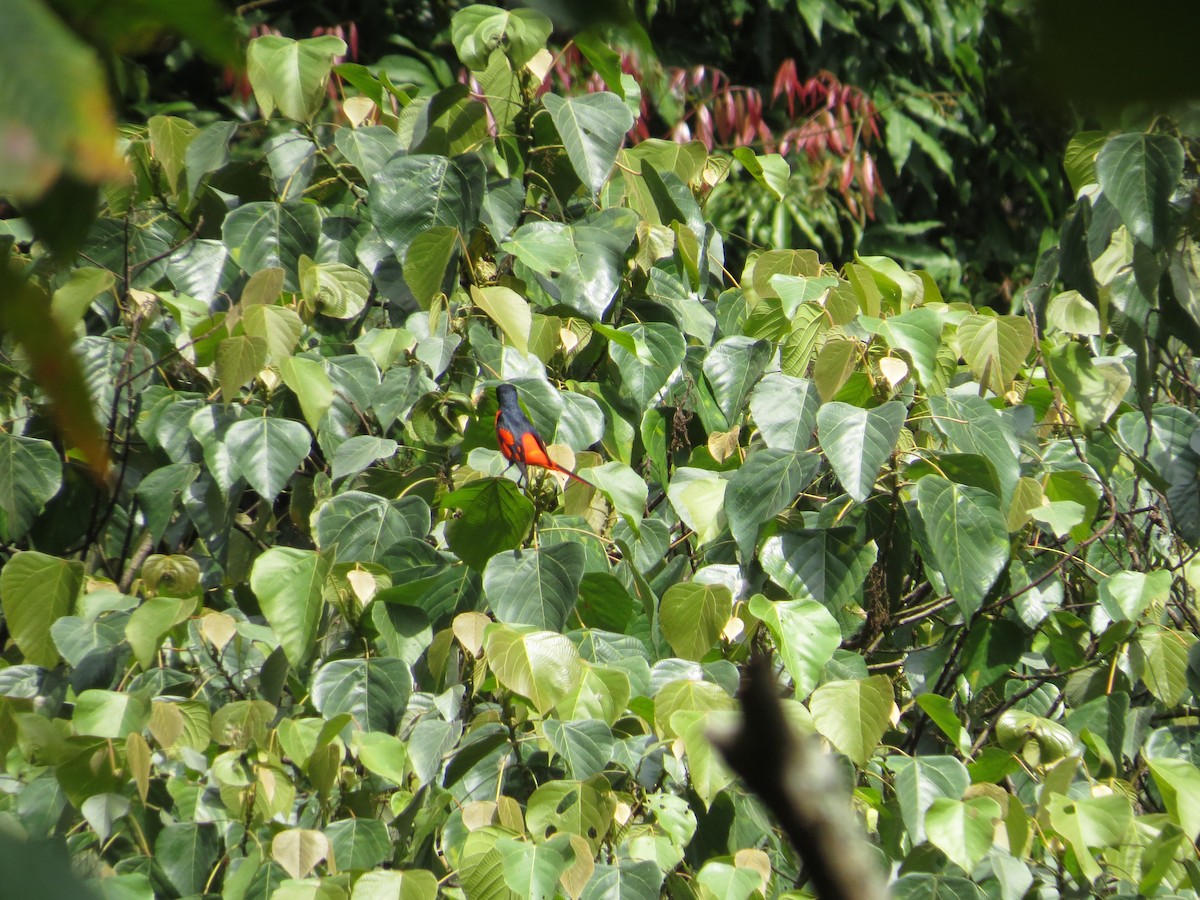 Scarlet Minivet - ML659144580