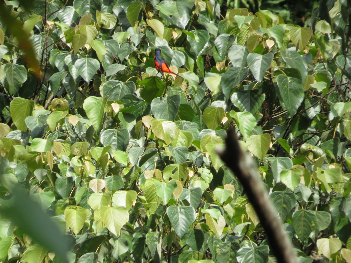 Scarlet Minivet - ML659144581