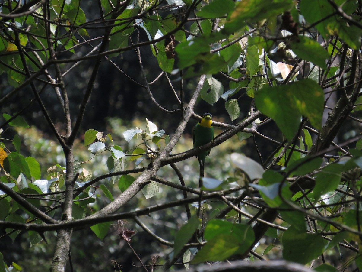 Long-tailed Broadbill - ML659144673