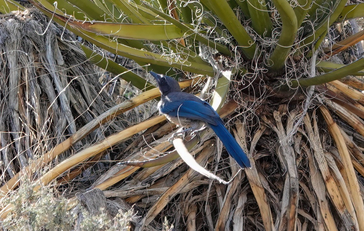 Woodhouse's Scrub-Jay - ML659144684