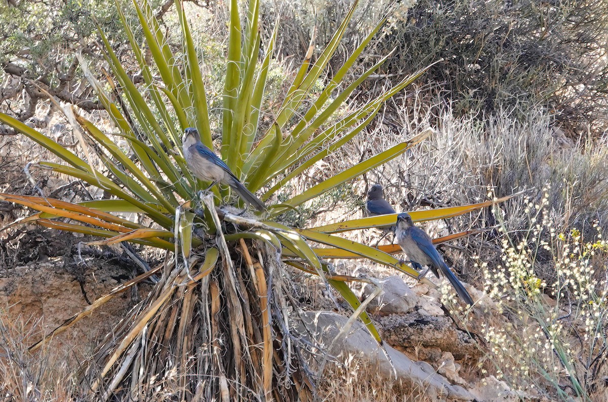 Woodhouse's Scrub-Jay - ML659144691