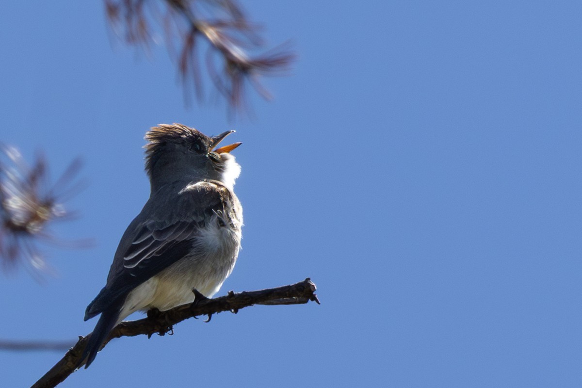 Olive-sided Flycatcher - ML659144800