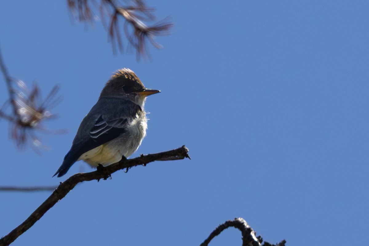 Olive-sided Flycatcher - ML659144801