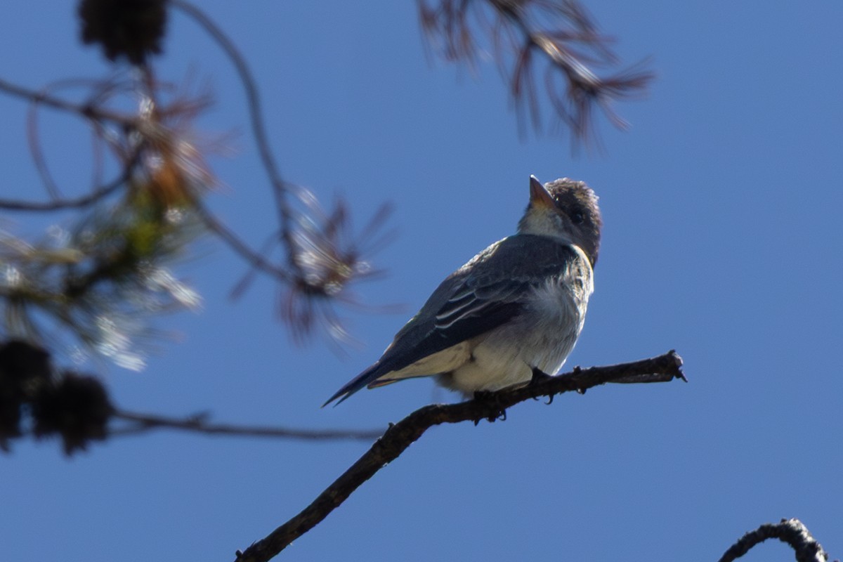 Olive-sided Flycatcher - ML659144802