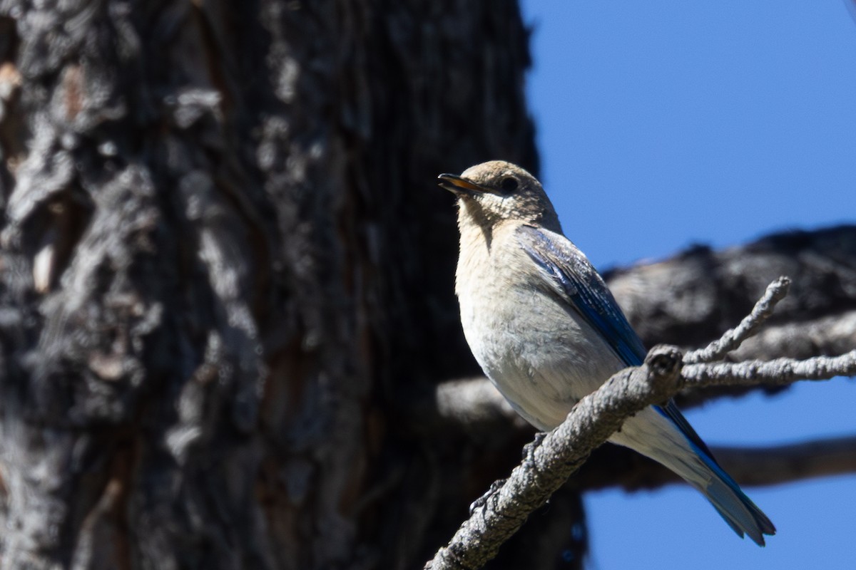 Mountain Bluebird - ML659144829