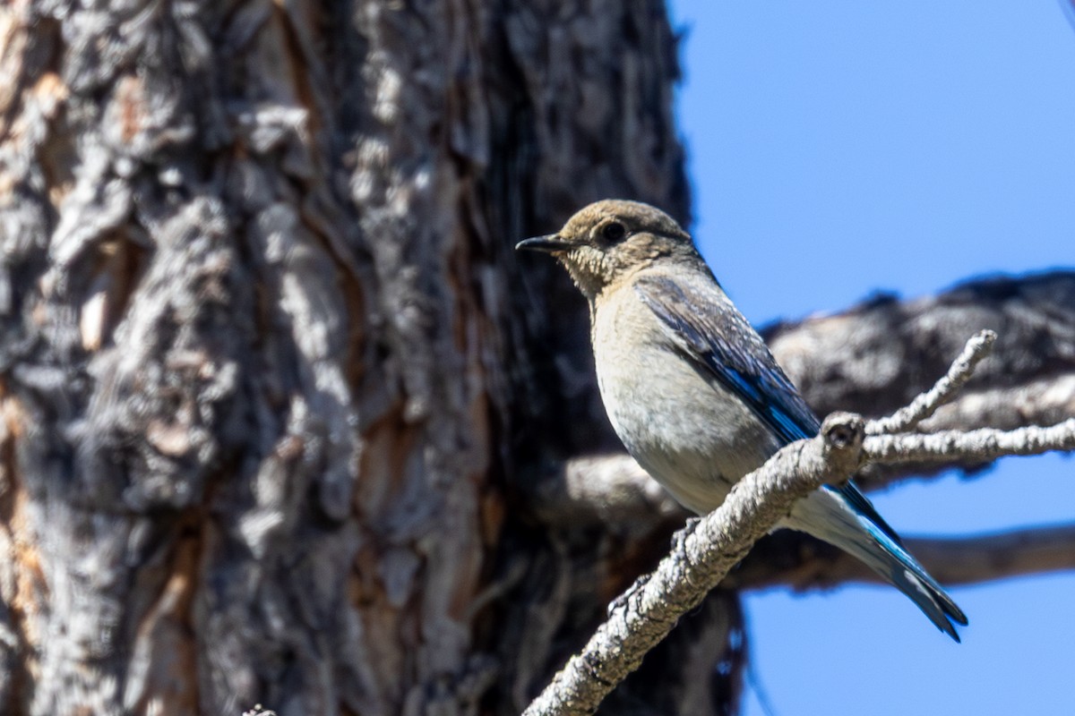 Mountain Bluebird - ML659144830